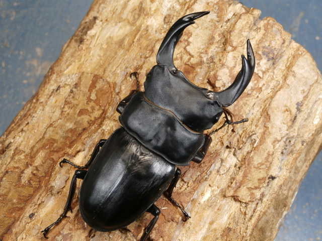 オオクワガタ(能勢)82ミリ♂♀ペア No.7013 オオクワガタ(能勢)82ミリ♂♀ペア No.7013
