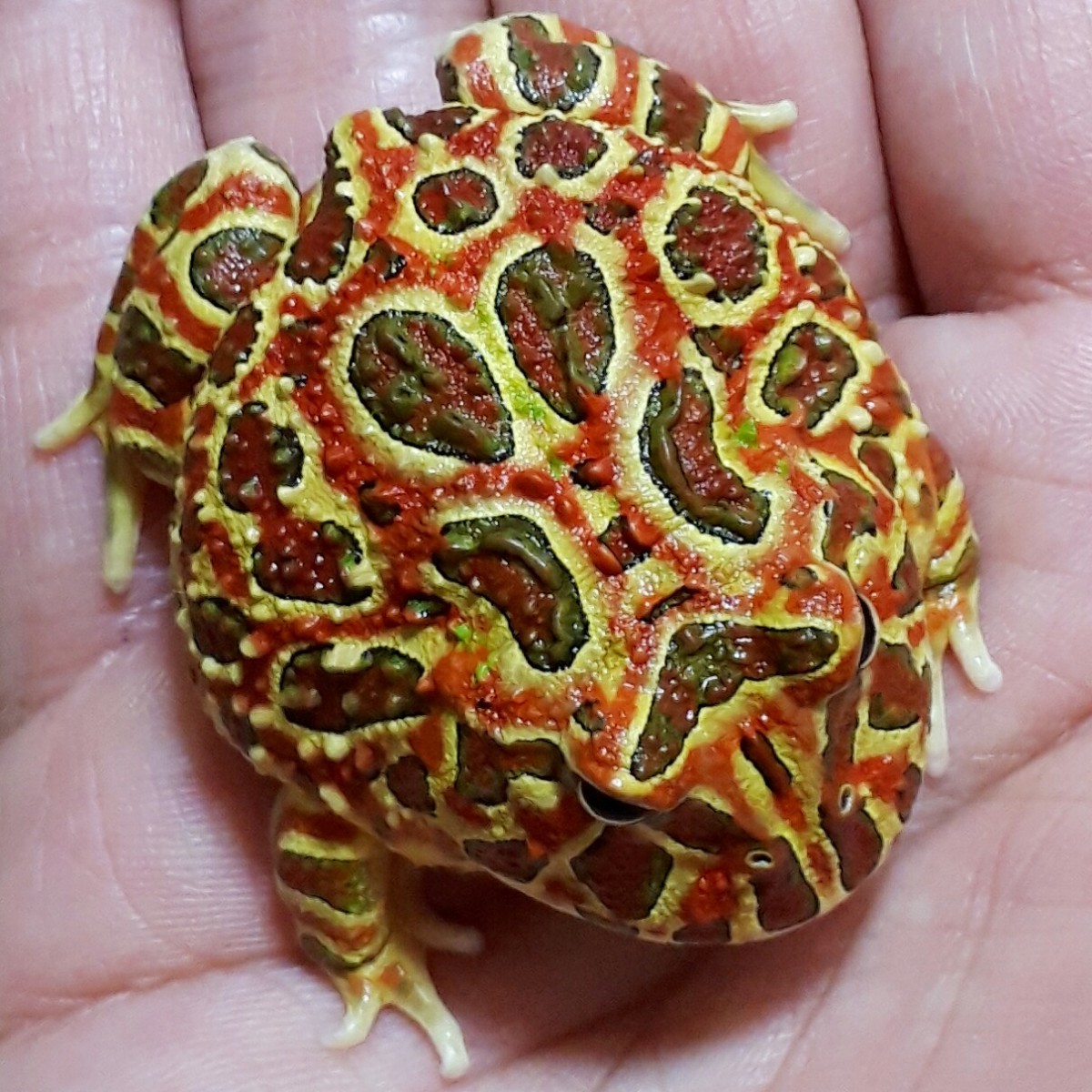  super .. beautiful!! original . bell tsunoga L Ultra red * now . valuable .USCB. a little over departure color. red .brochi.. taking . fluorescence yellow ..... rare finest quality individual ±5cm