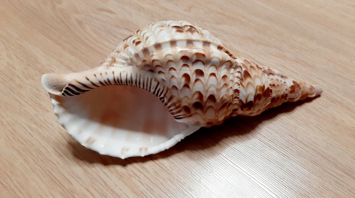 ホラ貝　巻き貝　てんぐ貝　ヒレシャコ貝　シャコ貝　サンゴ　貝殻　オブジェ 置物