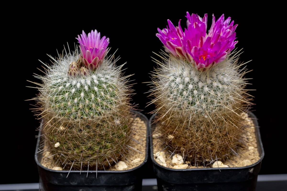 サボテン・種子・太白丸（テロカクタス属）・自家採取 30粒・【学名】Thelocactus macdowellii_画像2