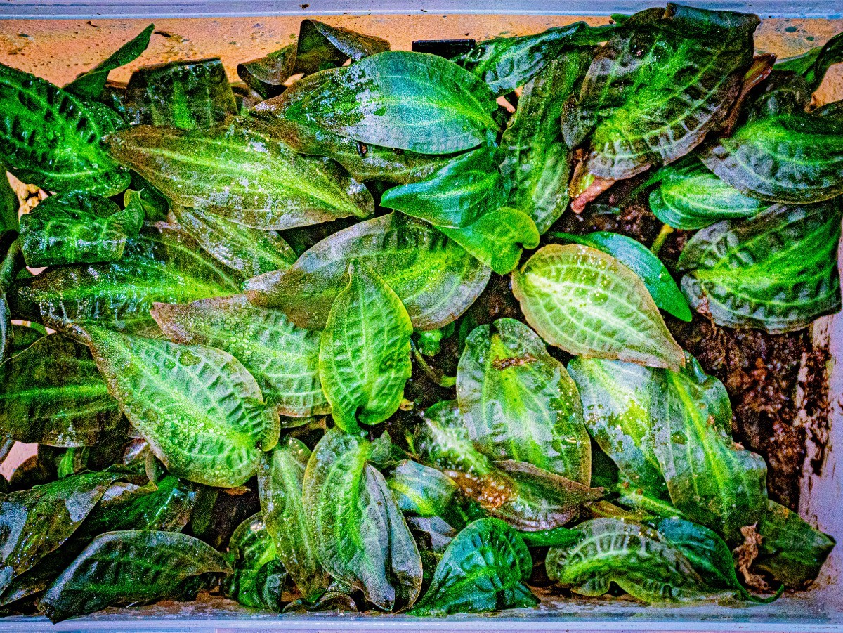 Cryptocoryne nurii Diamond Line from Kpg Desa Musai pulau Lingga [AZ0917-2]_画像2