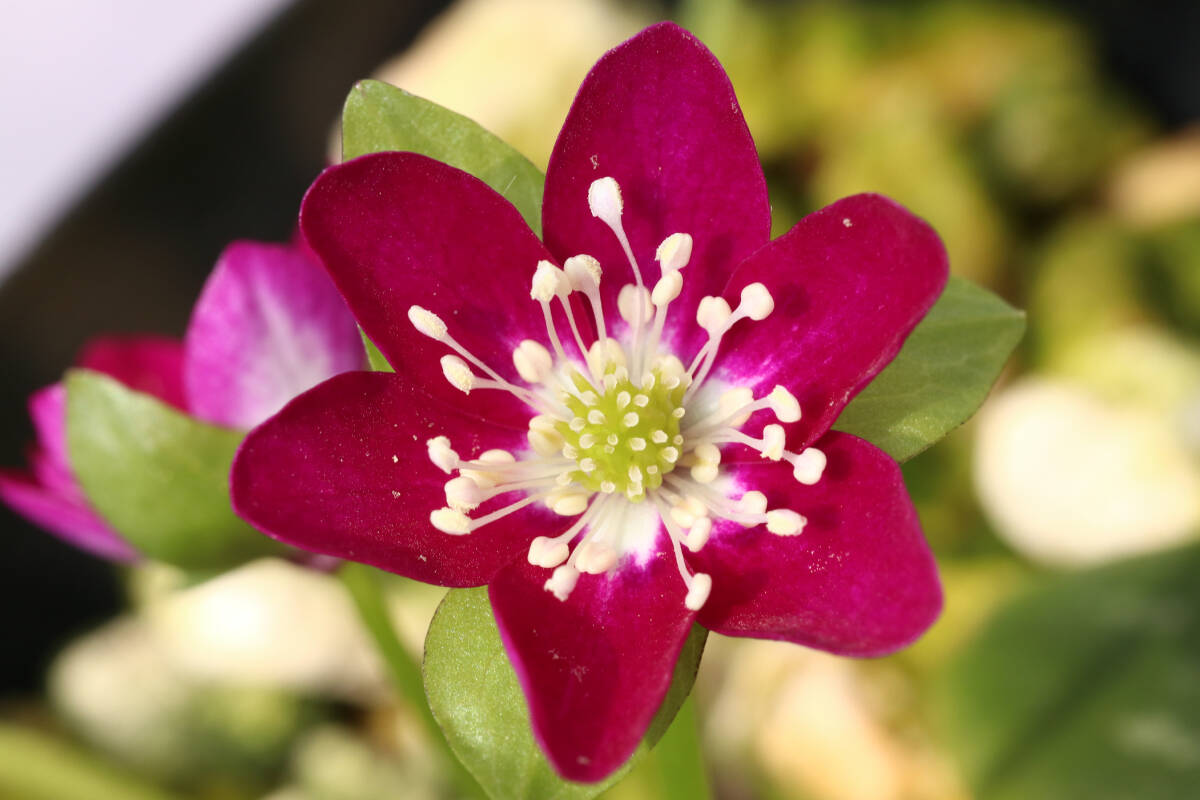 Yahoo!オークション - 雪割草 交配種『開花中 炎華系濃赤花』 Yahoo!オークション - 雪割草 交配種『開花中 炎華系濃赤花』