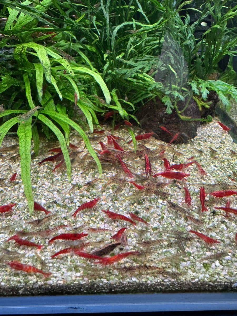 ミナミヌマエビ　30匹　水草水槽　苔取り　生き餌　送料無料_画像4