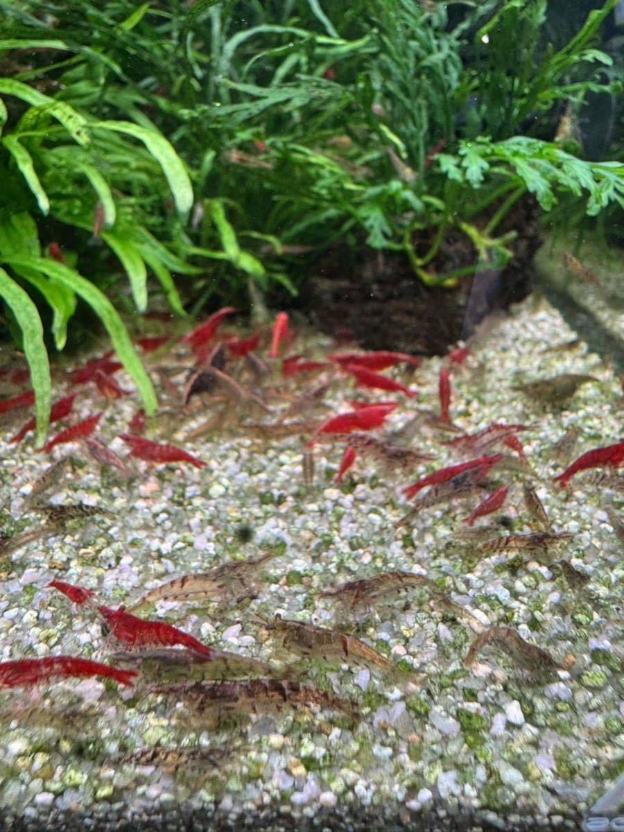 ミナミヌマエビ　30匹　水草水槽　苔取り　生き餌　送料無料_画像5