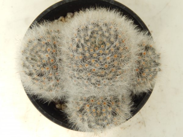 [浦部陽向園]★☆マミラリア　淡雪丸　アルビコマ　Mammillaria albicoma★サボテン　多肉植物★Y1479☆★_画像2