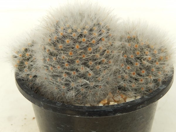 [浦部陽向園]★☆マミラリア　淡雪丸　アルビコマ　Mammillaria albicoma★サボテン　多肉植物★Y1479☆★_画像3