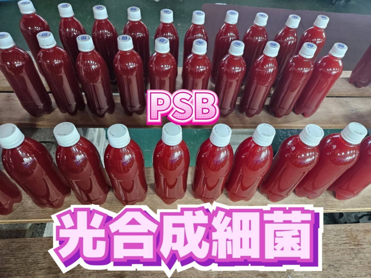 光合成細菌 PSB 自家培養 500ml × 5 本 メダカ 水草 水質 _画像2