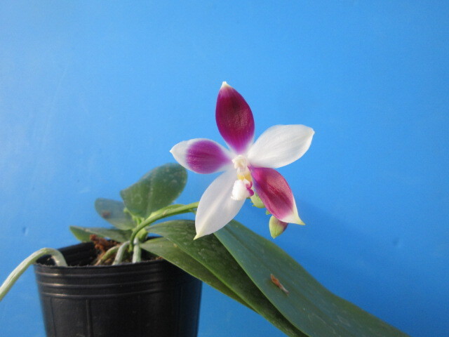 Yahoo!オークション - 洋蘭 原種 こちょうらん Phal. speciosa Yahoo!オークション - 洋蘭 原種 こちょうらん Phal. speciosa