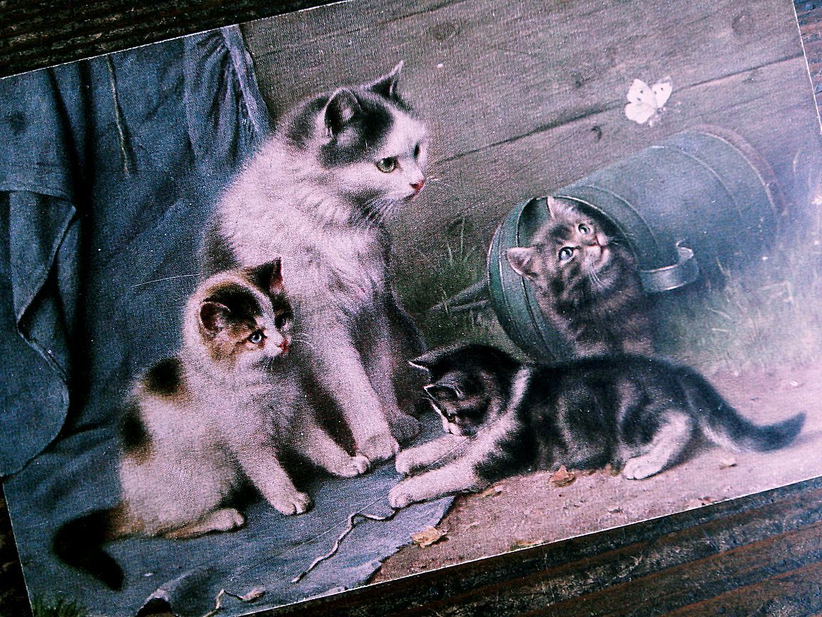 猫(25) R29◆アンティークポストカード フランス ドイツ ベルギー イタリア イギリス ネコ ねこ 子猫 外国絵葉書 ビンテージ_画像9