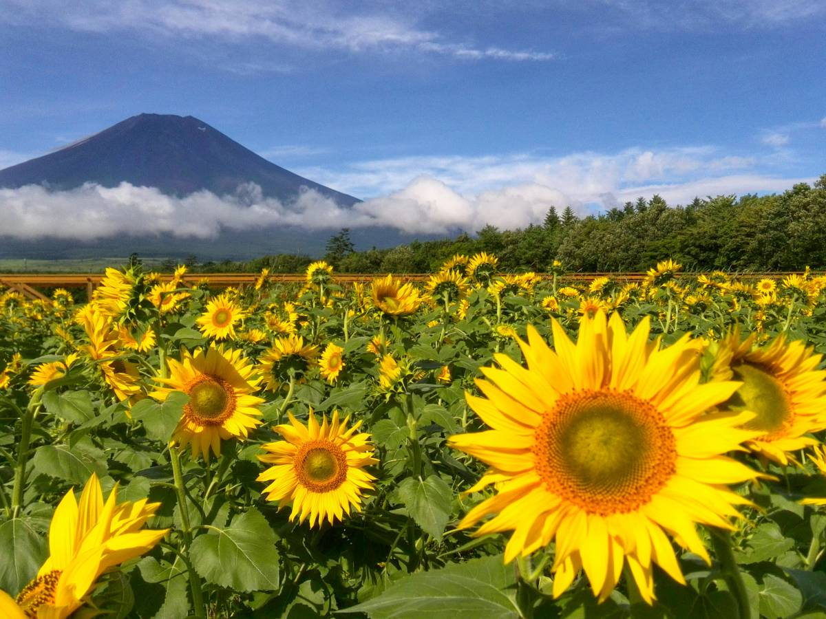  World Heritage Mt Fuji photograph L version 5 pieces set 