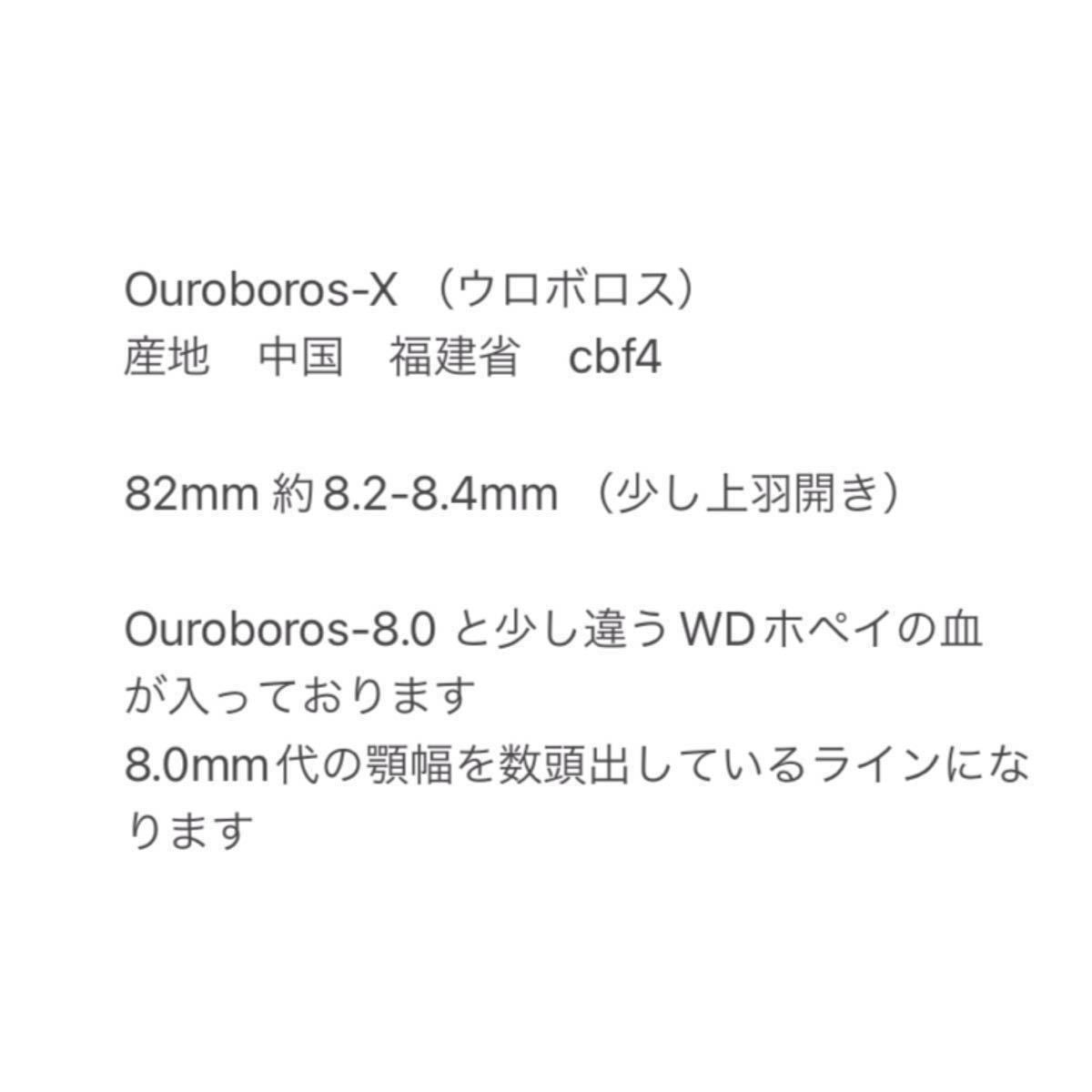 ホペイ　極太ホペイ　超絶ライン顎幅約8.4mm　種親最高クラス インライン　幼虫4頭　！即決おまけあり！_画像3