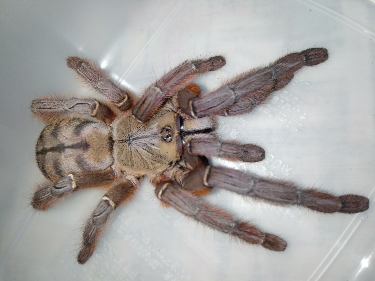 Phormingochilus sp. “rufus”　ピーチツリースパイダー　♀　タランチュラ_画像1