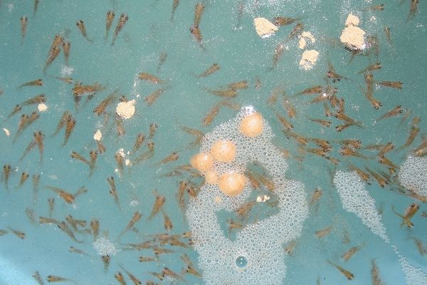 400g 粉エサ 両生類 イモリ カエル 団子 練り餌 エサ 魚粉74%上級グレー 「ゆうメール」全国送料180円_画像2