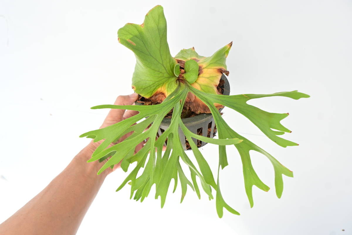 P Mt kitshakood thin frond sporeling③ @bikamori com P Mt kitshakood thin frond sporeling③ @bikamori com