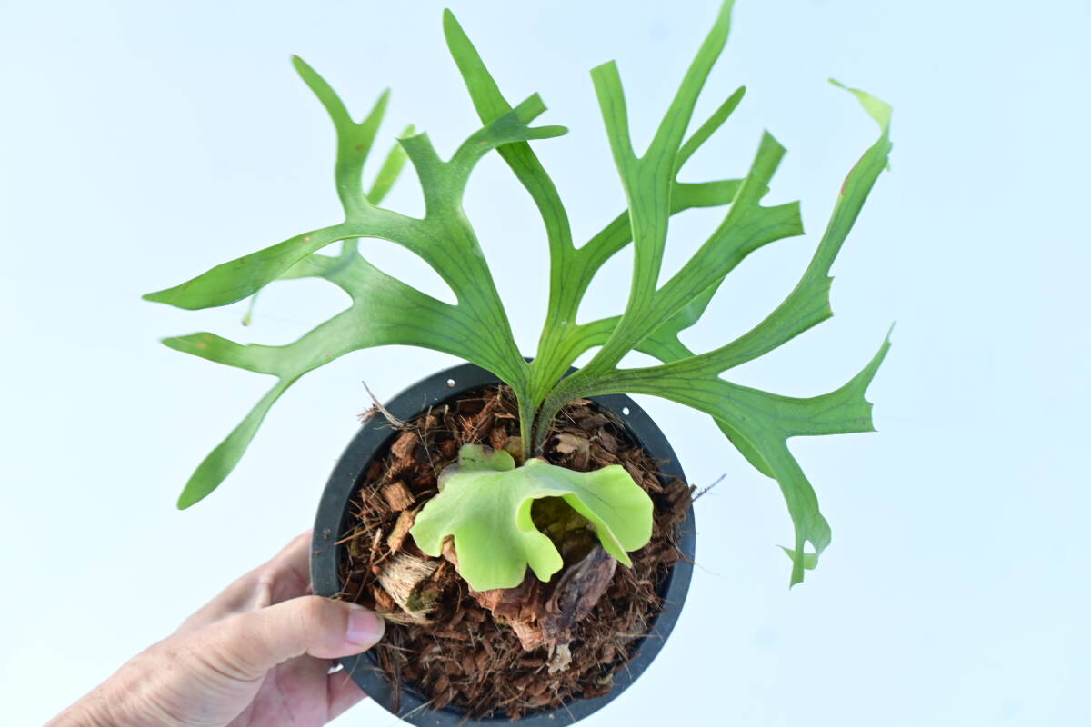 P coronarium dwarf spored① @bikamori com コロナリウム P coronarium dwarf spored① @bikamori com コロナリウム