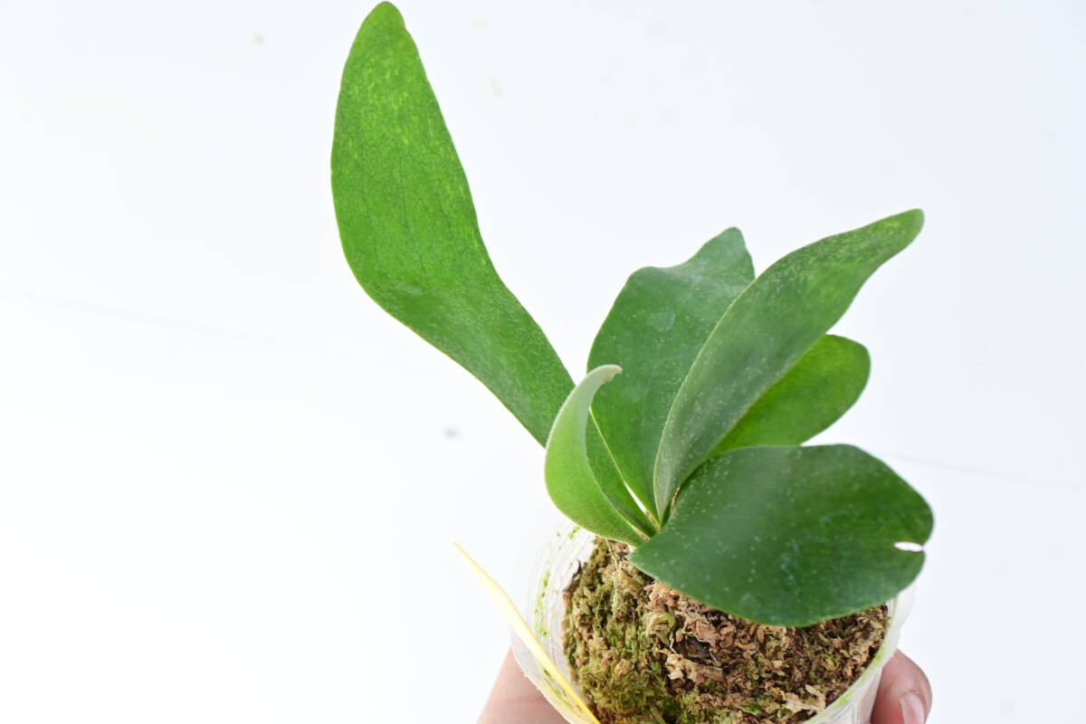 P.Foongsiqi spored④ @bikamori.comf-n type spo a-do staghorn fern 