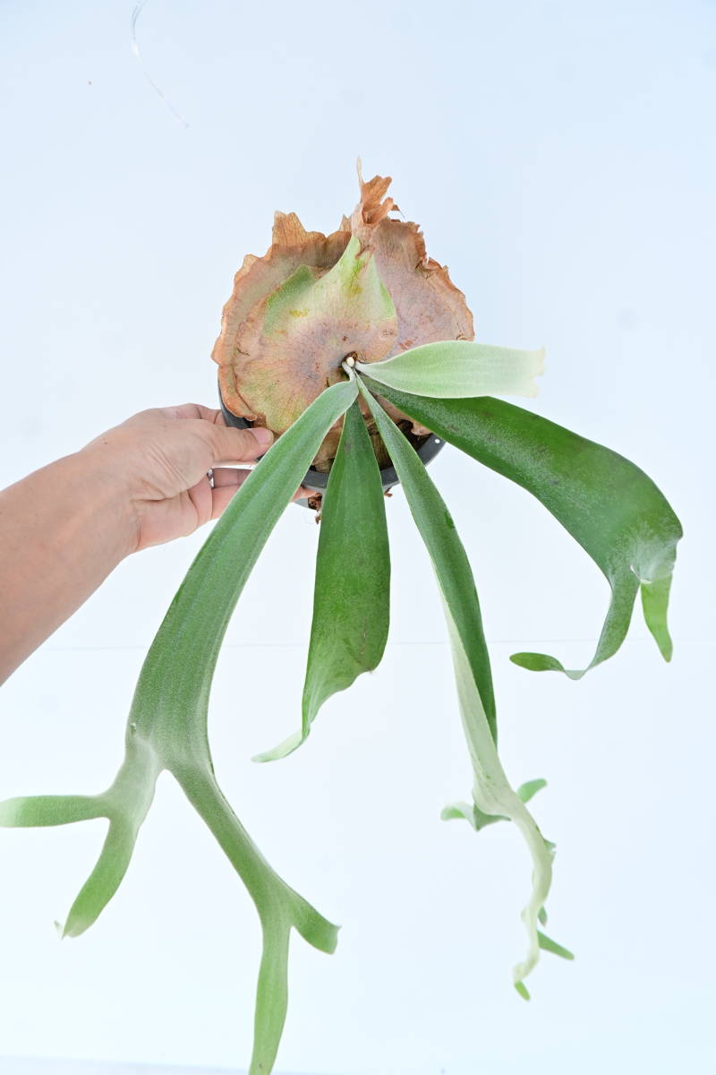 P.peawchan OC③ (P.veitchii silver frond x P.willinckii) @bikamori.compyu- tea n staghorn fern 