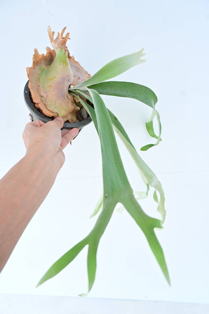 P.peawchan OC③ (P.veitchii silver frond x P.willinckii) @bikamori.compyu- tea n staghorn fern 