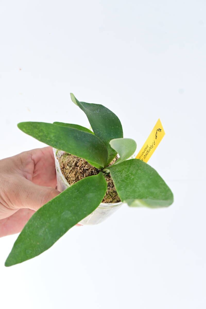 P.Foongsiqi spored④ @bikamori.comf-n type spo a-do staghorn fern 