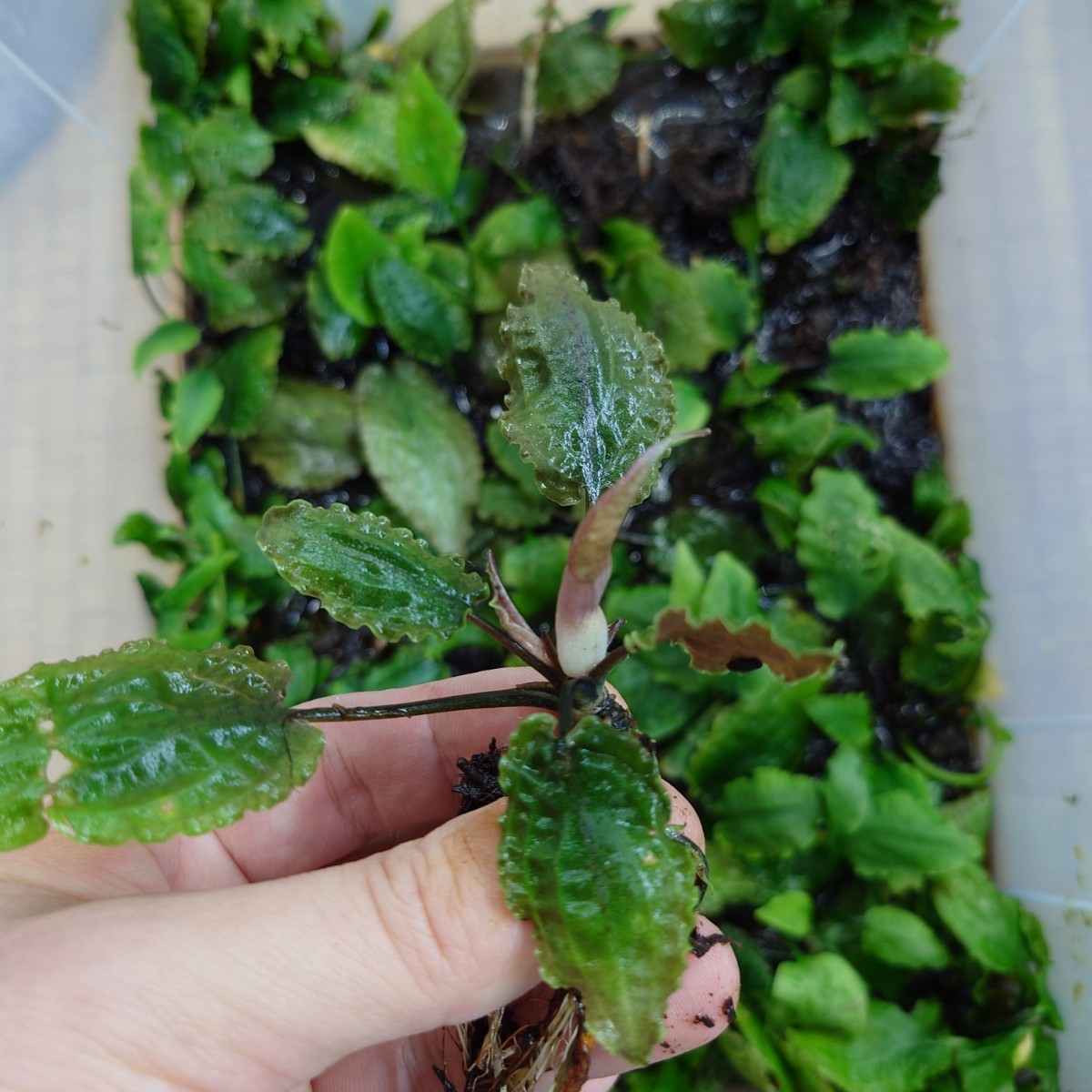 Cryptocoryne nurii Lga-2from Pulau Lingga 【HW0622-07】　水上株　幼株付き　クリプトコリネ_画像3