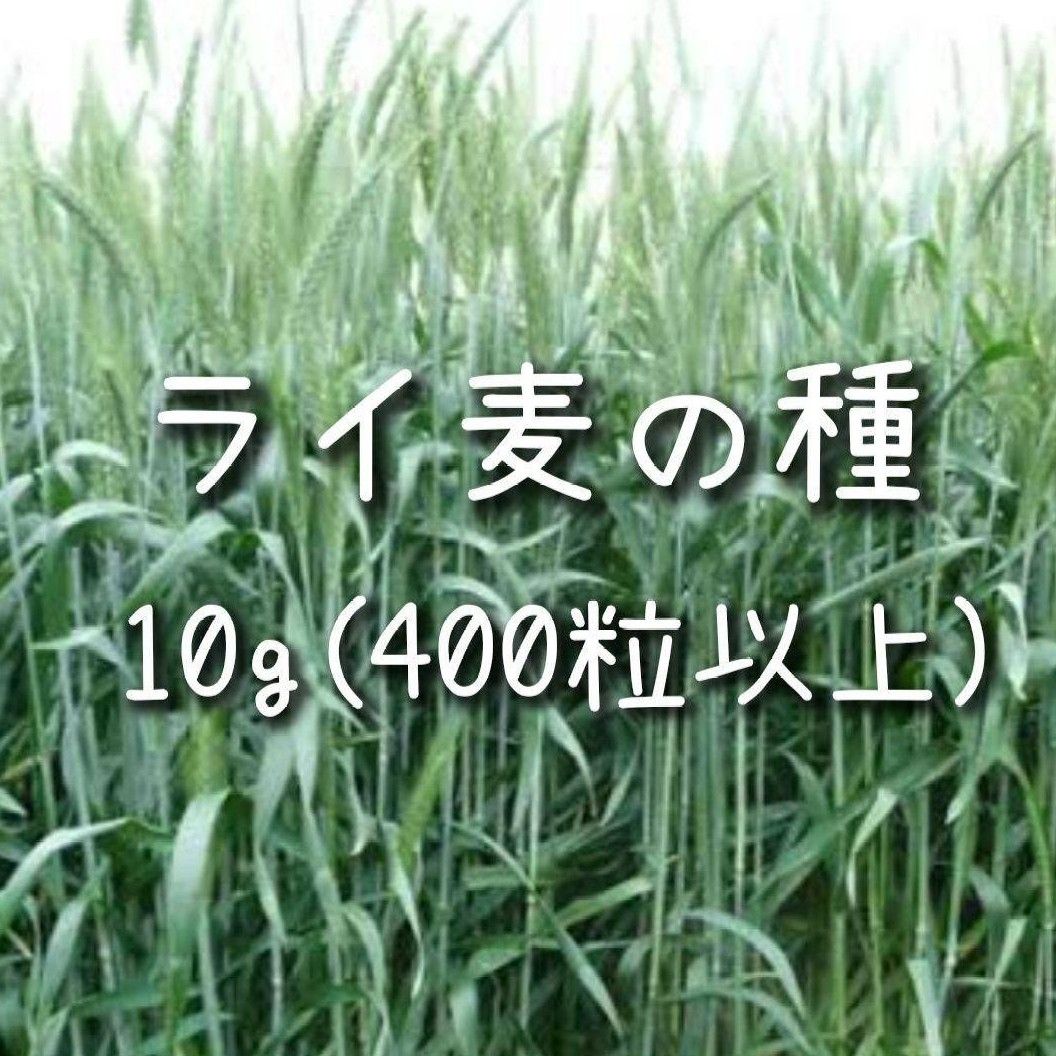 【ライ麦のタネ】10g 種子 種 ライムギ 種子 種 緑肥