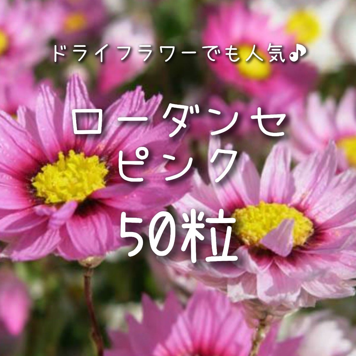カールおじさん様専用【ローダンセのタネ】ピンク50粒 種子 種 切り花