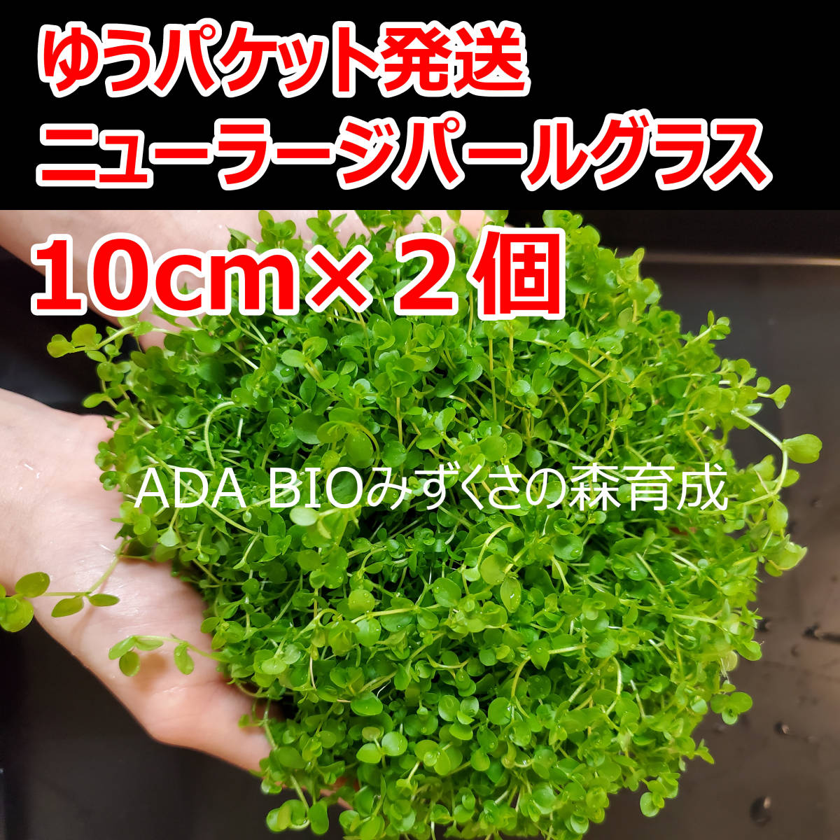 ニューラージパールグラス　１０ｃｍ×２個　ADA　水草　前景草　ゆうパケット発送_画像1