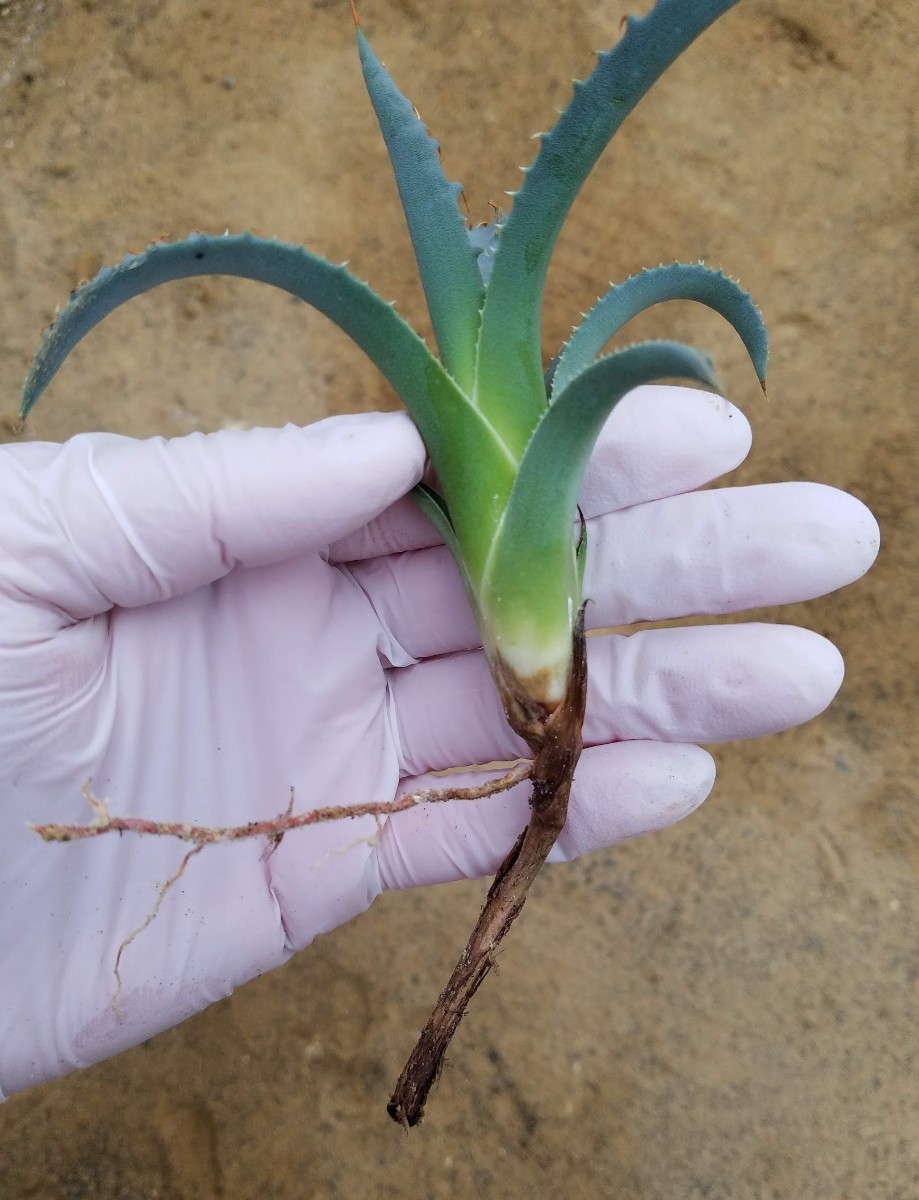 カキコ株 Agave utahensis var. eborispina アガベ ユタエンシス エボリスピナ 検索 チタノタ アメリカーナパリー トランカータ_画像9