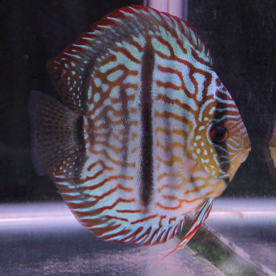 ヘッケルロイヤルグリーン　２月２５日までのお届け限定　ディスカス(熱帯魚)_ディスカス(熱帯魚)