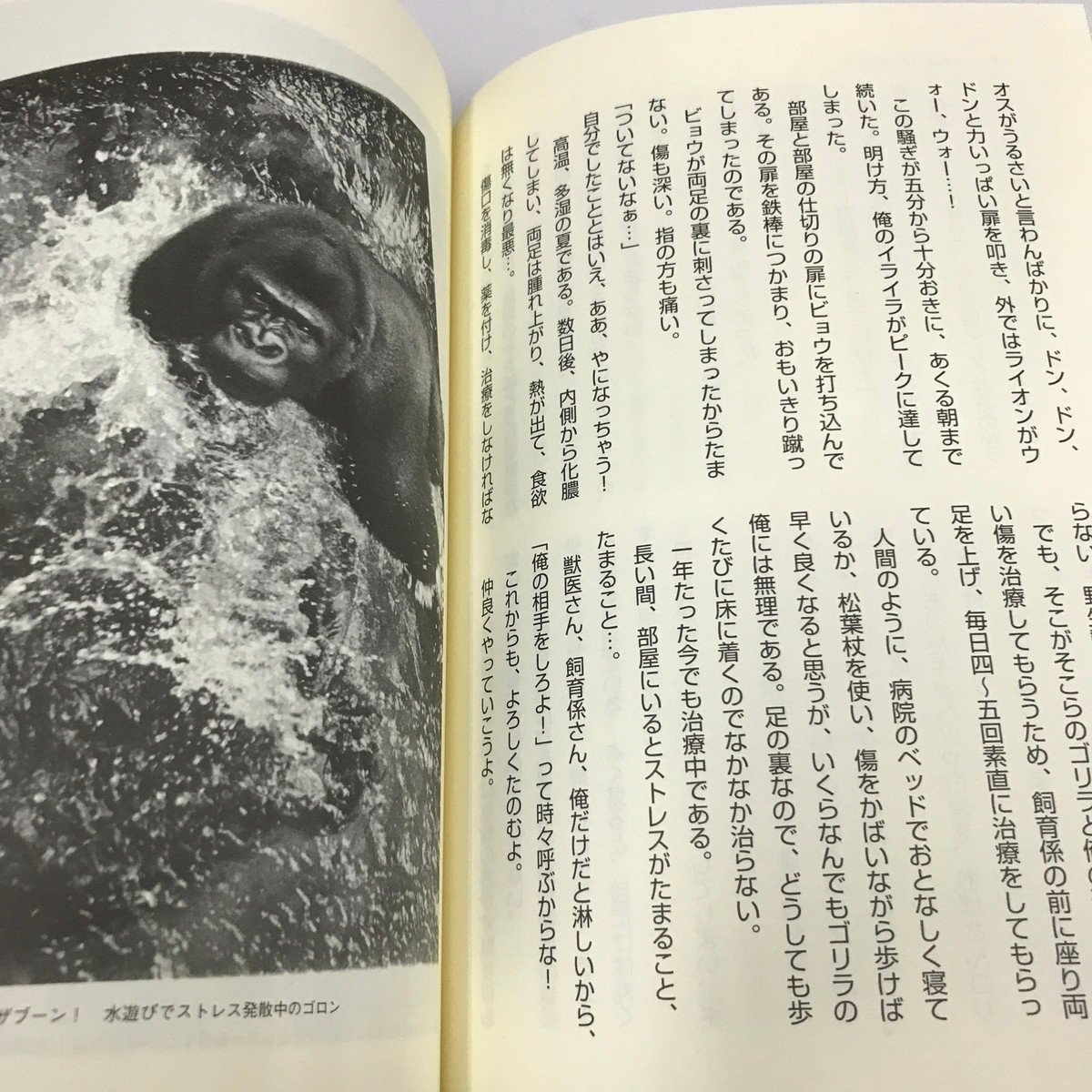 NB/L/ゴリラとの日々～22年間の記録から～/著者:静岡市立日本平動物園 小野田祐典/平成17年3月18日初版発行/静岡新聞社_画像6