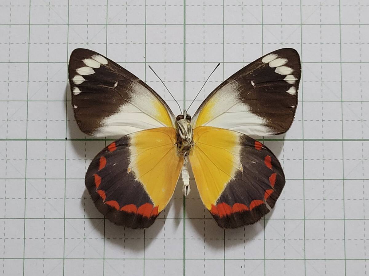 蝶標本。チモレンシスカザリシロチョウ。ウェタール産の画像1