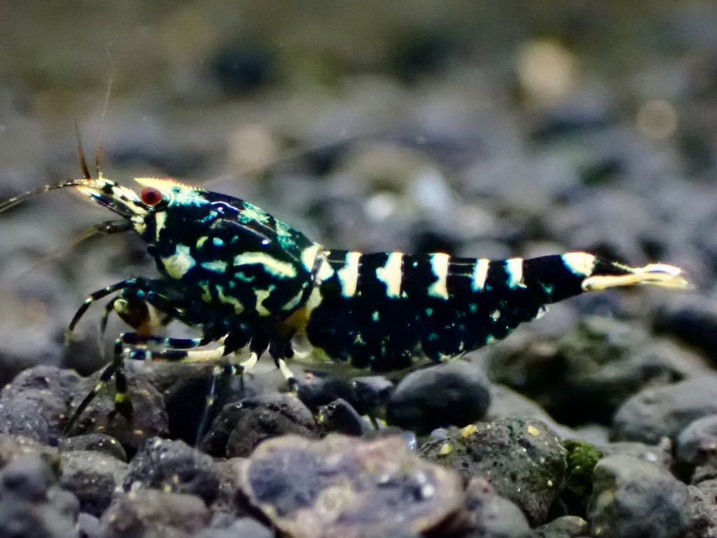 【 HY Shrimp 】ブラックギャラクシー 若個体 雄２匹 雌8匹（抱卵5匹） 計10匹 繁殖セット_画像8