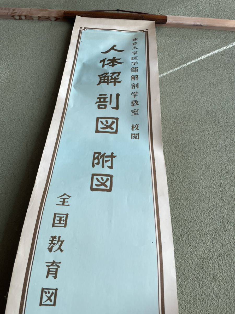 希少！！人体解剖図　附図　全国敎育図書株式会　東京大学医学部解剖学敎室　校閲_画像5