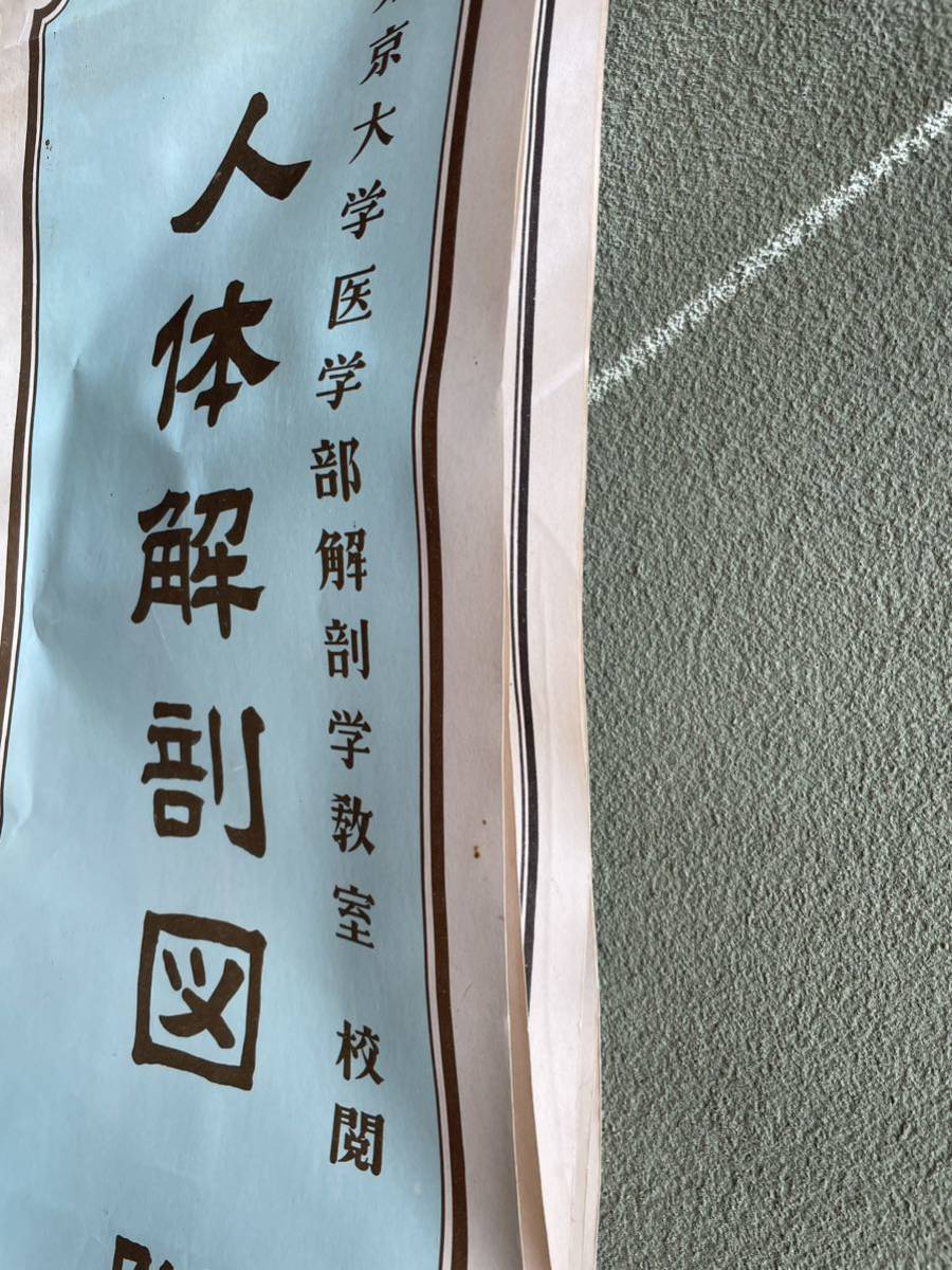 希少！！人体解剖図　附図　全国敎育図書株式会　東京大学医学部解剖学敎室　校閲_画像2