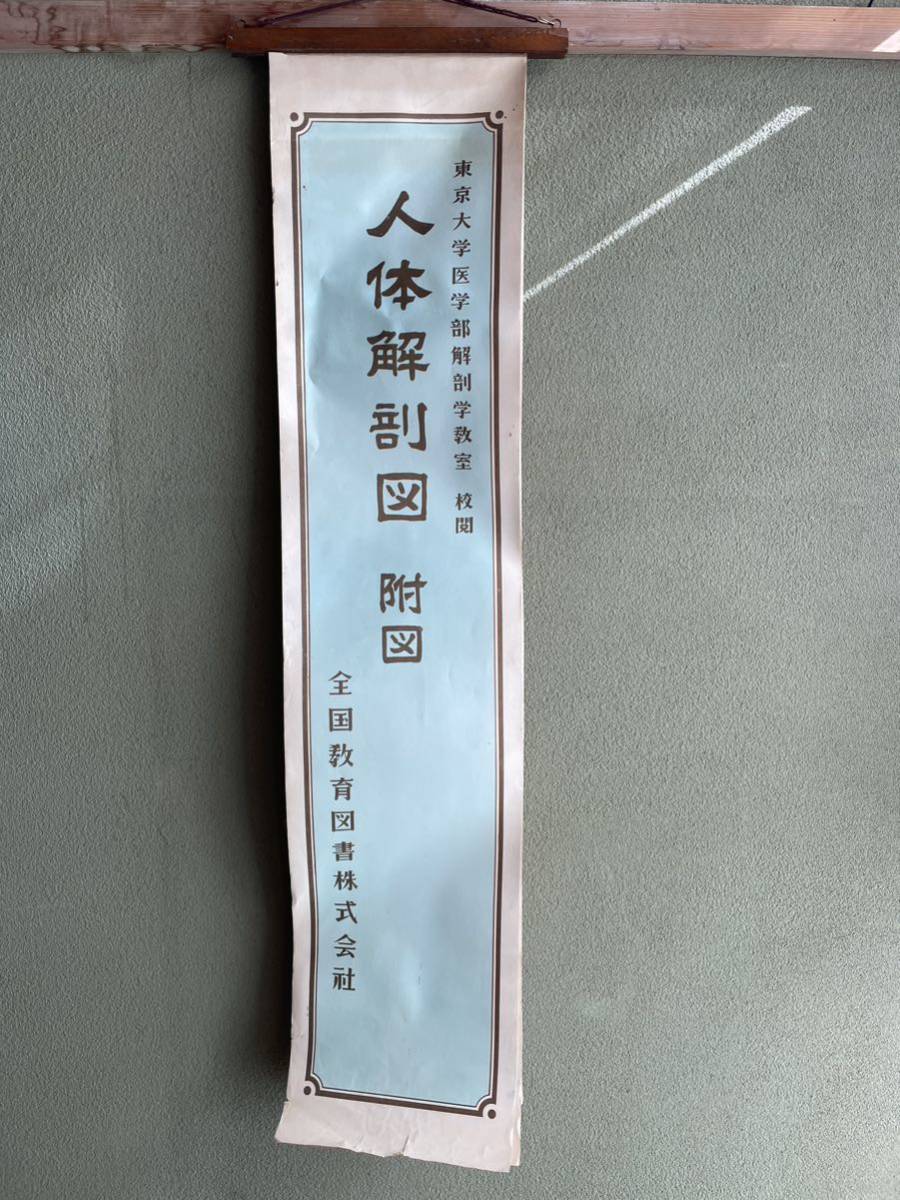 希少!!人体解剖図 附図 全国敎育図書株式会 東京大学医学部解剖学 希少!!人体解剖図 附図 全国敎育図書株式会 東京大学医学部解剖学