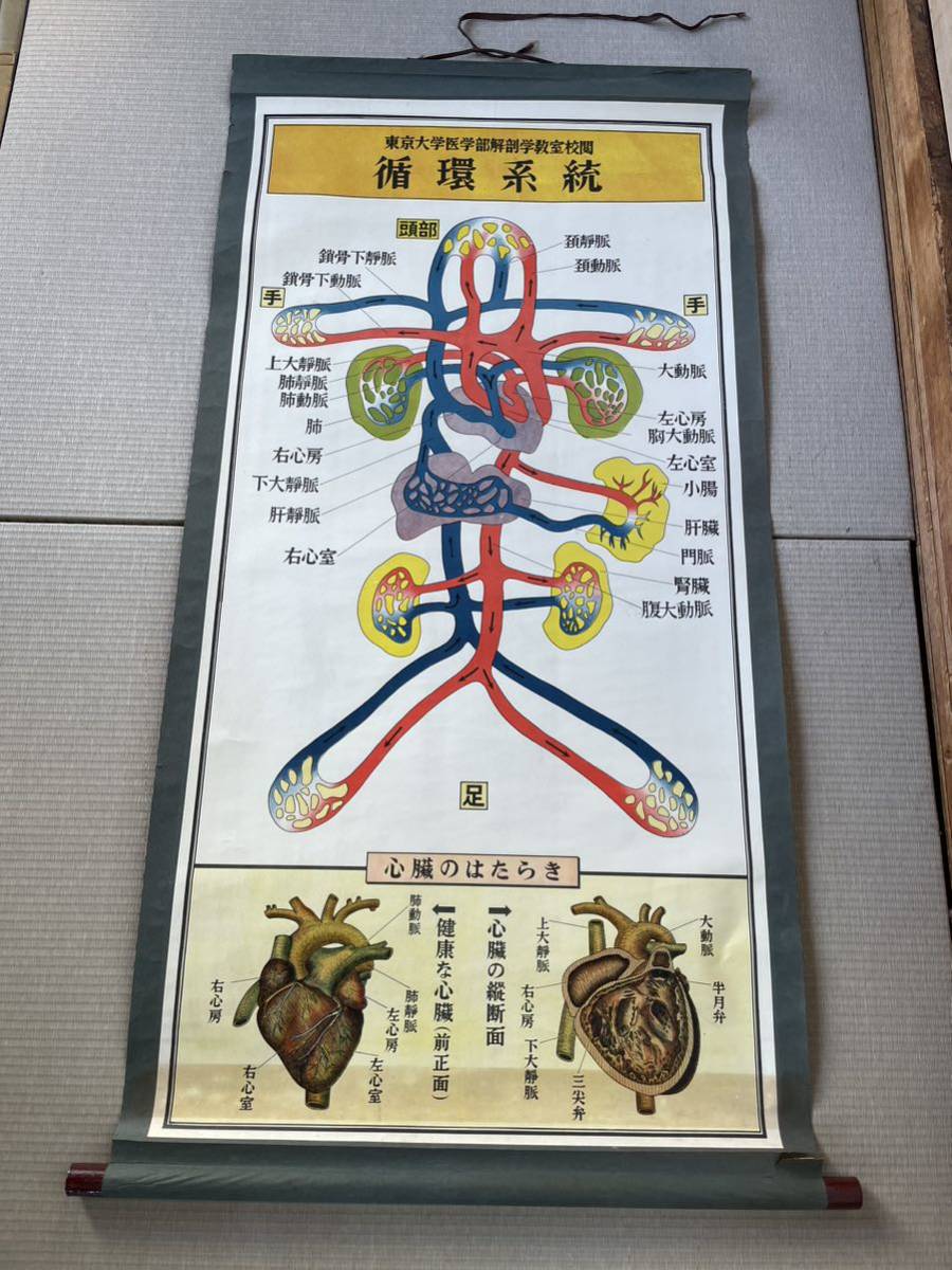 希少!!人体解剖図 附図 全国敎育図書株式会 東京大学医学部 希少!!人体解剖図 附図 全国敎育図書株式会 東京大学医学部
