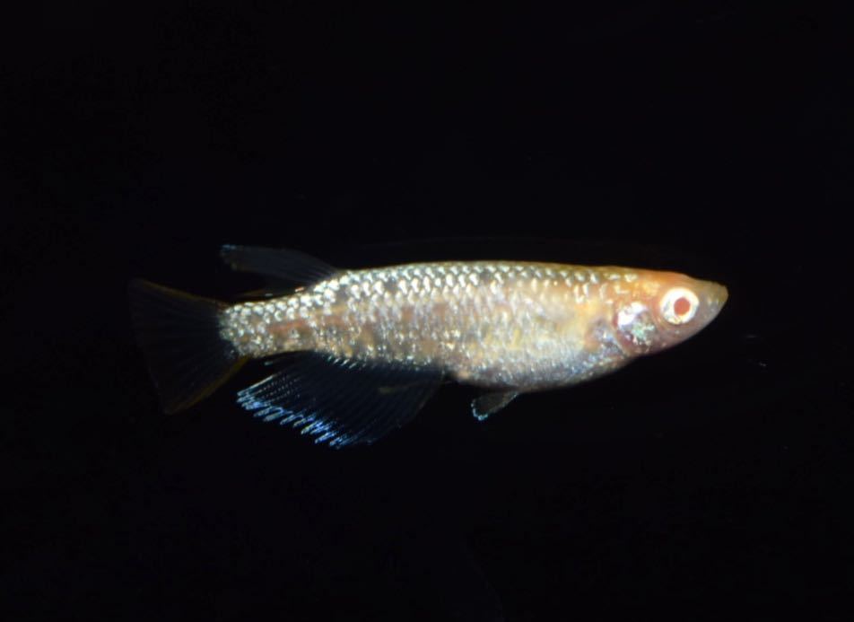 [NEXTメダカ]　極上　ガーネット丹頂柄　若魚1ペア＋保証雌1 計3匹　　2ヶ月半程の個体　　　_画像8