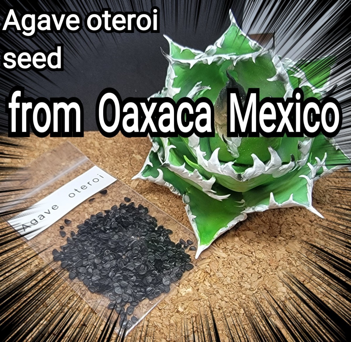 Agave oteroiseed　from Oaxaca Mexico　種子【10粒】良血統厳選　　鮮度の良い種ですので発芽率も高い！是非、実生にチャレンジください