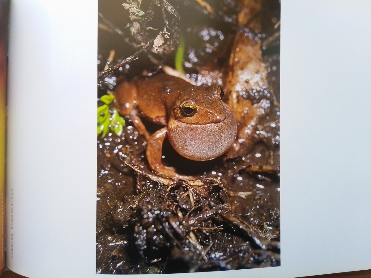  prompt decision [.] japanese frog photoalbum ....mo rear oga L /kajikaga L / Schlegel's green tree frog / Japan amaga L /rep tile zfi- bar 