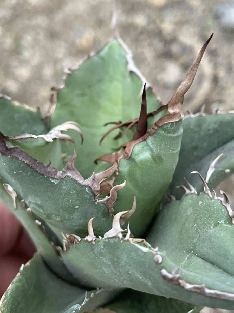 40 Agave titanota Tarantula アガベ　チタノタ　タランチュラ_画像8