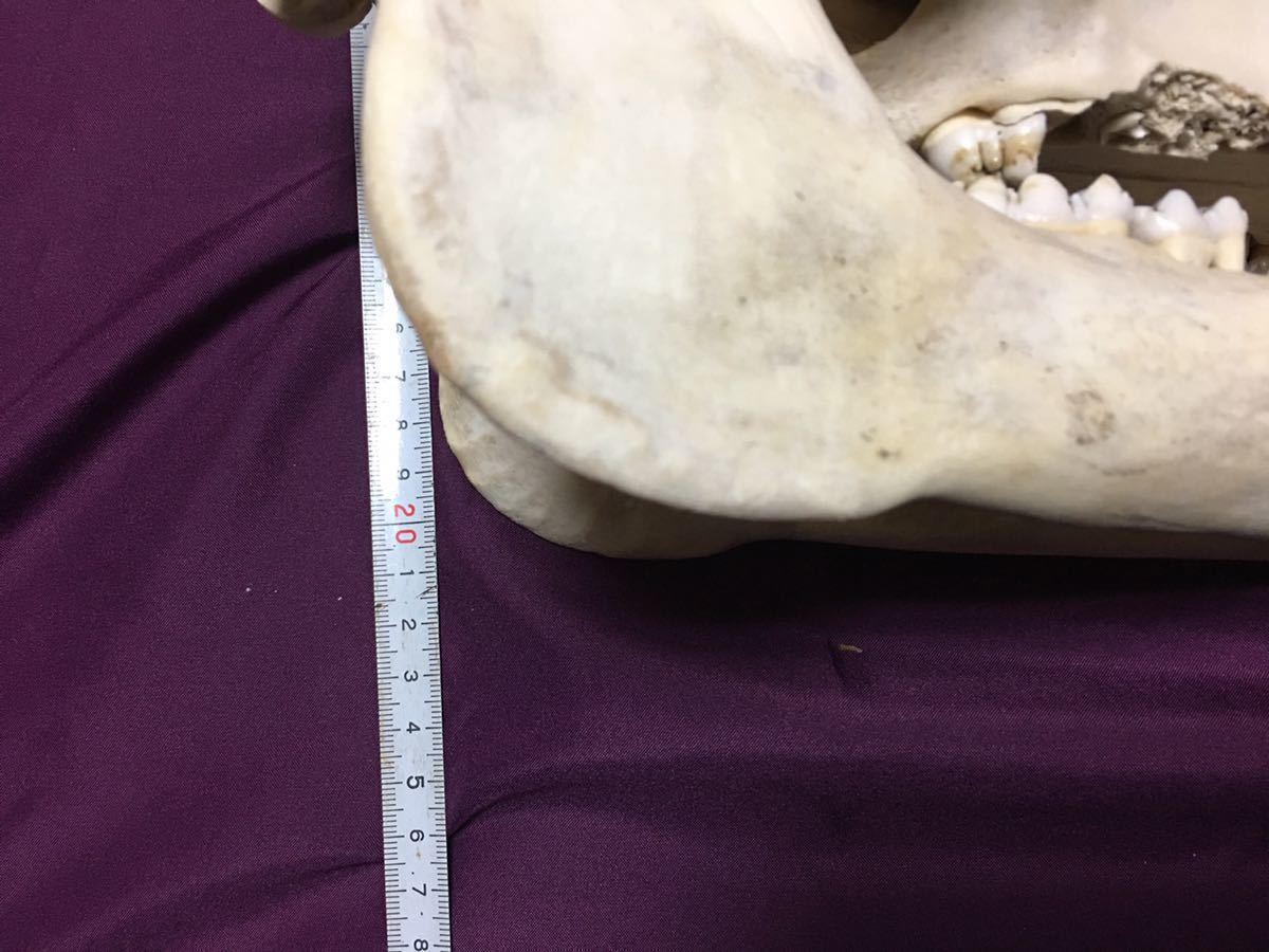 頭蓋骨 猪 イノシシ 送料無料 標本 スカル いのしし 鹿児島県産 骨格標本の画像7