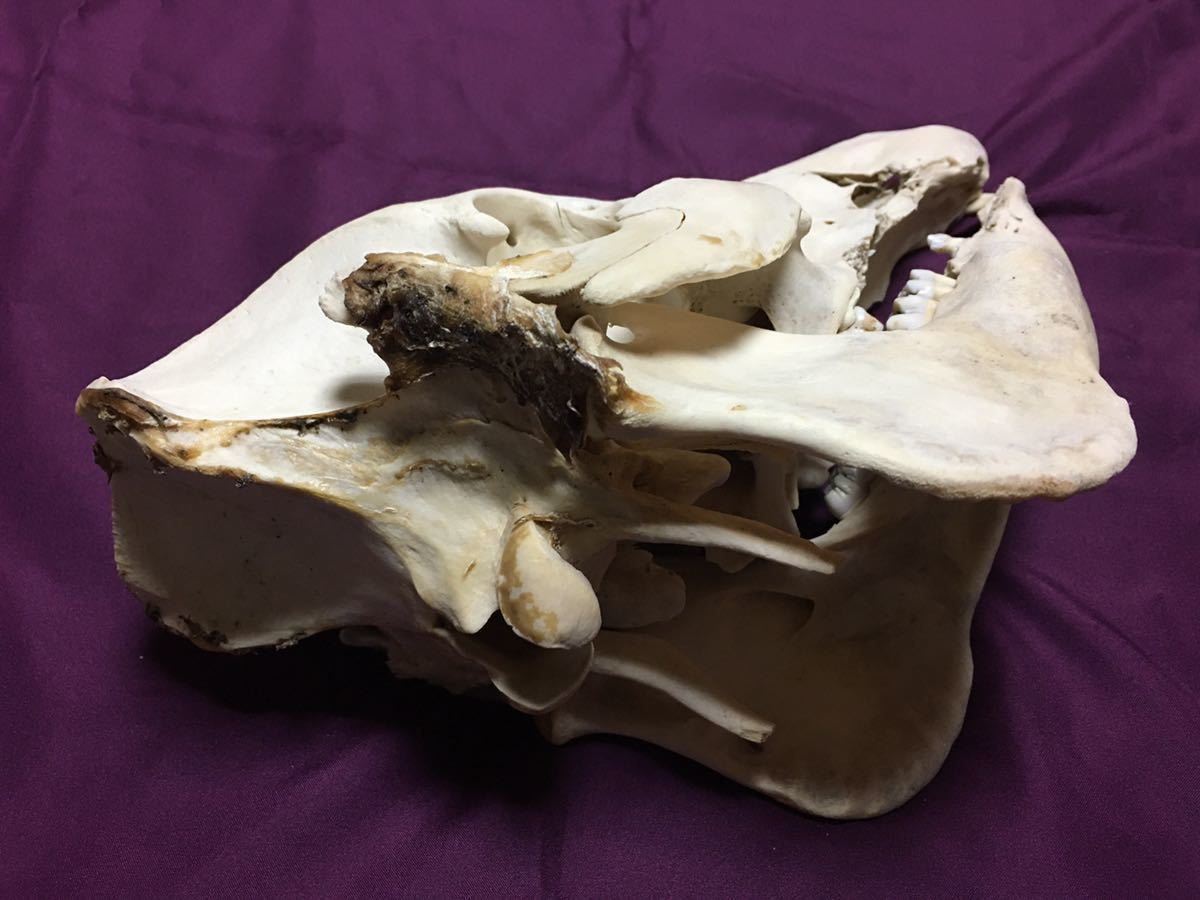 頭蓋骨 猪 イノシシ 送料無料 標本 スカル いのしし 鹿児島県産 骨格標本の画像5