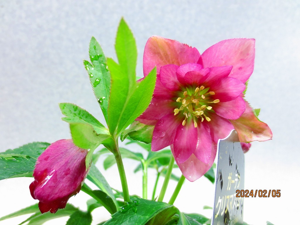 [.. shop green ..] Christmas rose 2/5 blooming ~ flower change supposition (02234) total height :25.* same packing is [ together transactions ] procedure strict observance * postage clear writing 
