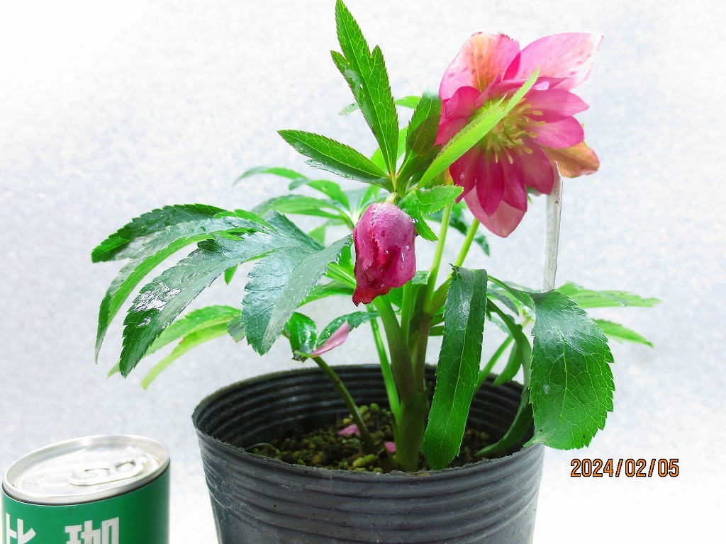 [.. shop green ..] Christmas rose 2/5 blooming ~ flower change supposition (02234) total height :25.* same packing is [ together transactions ] procedure strict observance * postage clear writing 