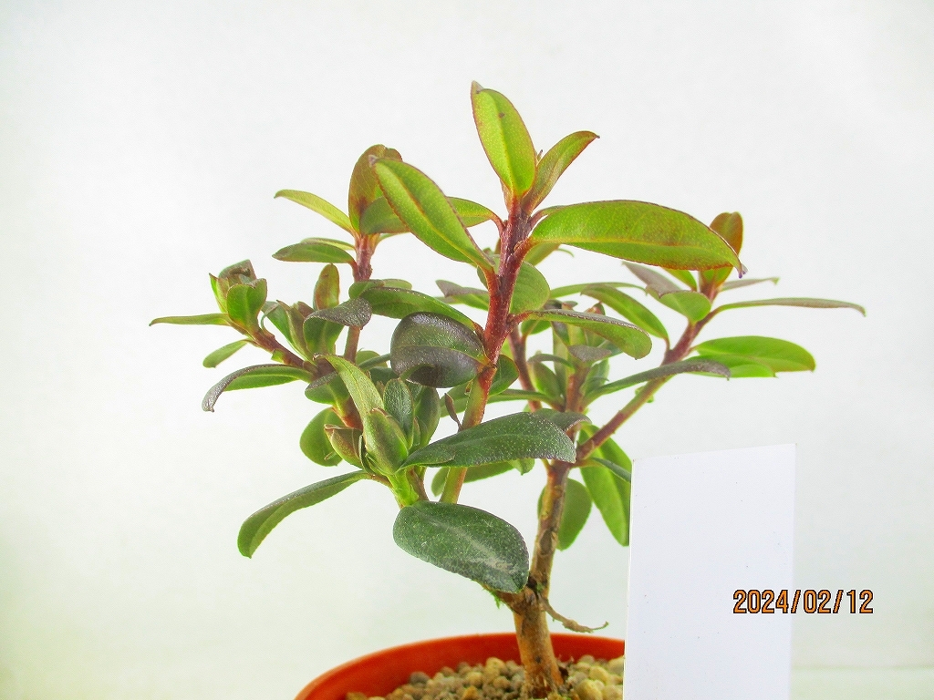 [.. shop green ..] Mini rhododendron Len 2 points collection (02406 tea circle pra pot ) total height :15.* same packing is [ together transactions ] procedure strict observance * postage clear writing 