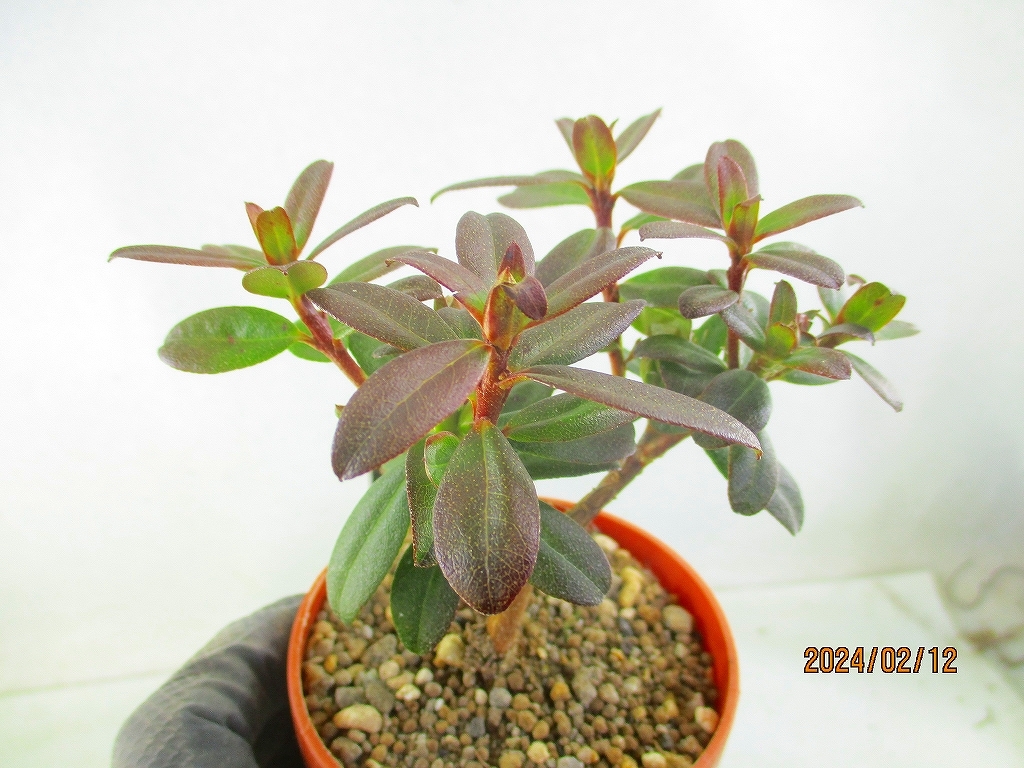 [.. shop green ..] Mini rhododendron Len 2 points collection (02406 tea circle pra pot ) total height :15.* same packing is [ together transactions ] procedure strict observance * postage clear writing 
