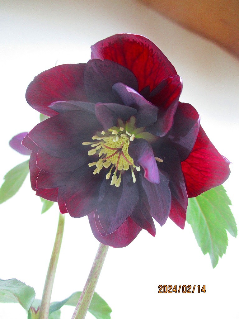 [.. shop green ..] Christmas rose 2/14 blooming ~ flower change supposition (021019) total height :34.* same packing is [ together transactions ] procedure strict observance * postage clear writing 