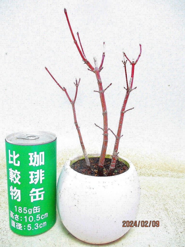 [.. shop green ..]momiji(02812 white . circle pot ) total height :23.* same packing is [ together transactions ] procedure strict observance * postage clear writing 