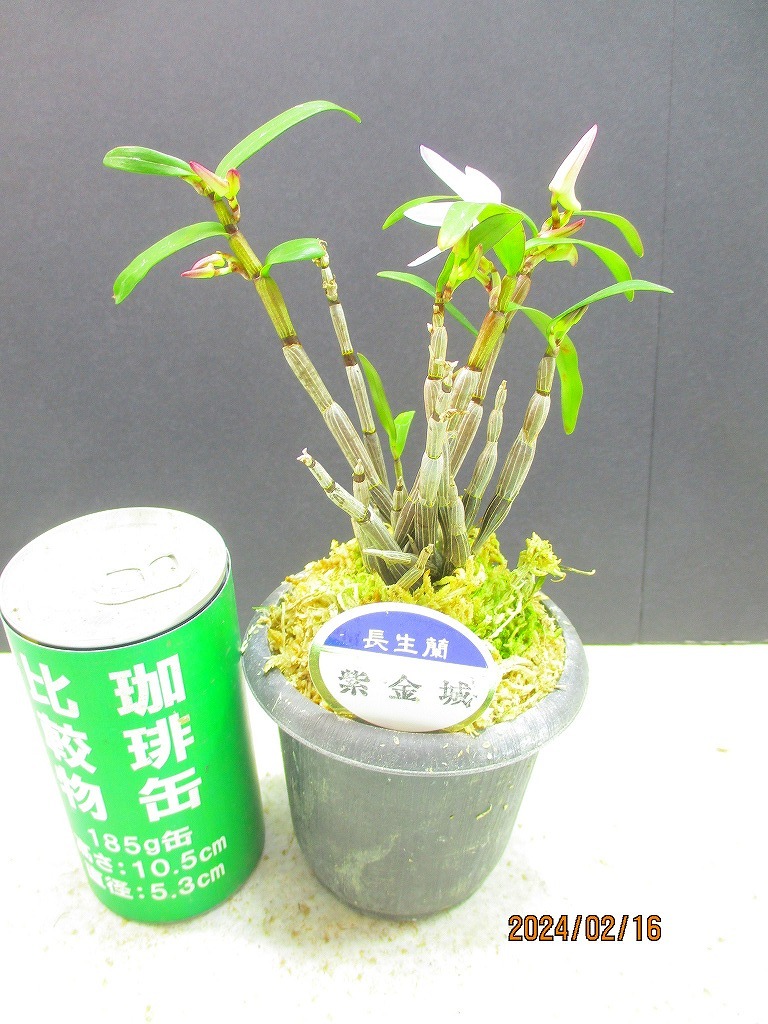 [讃岐屋緑兵衛] 長生蘭 紫金城 2/16花芽～変化想定 抜き苗発送 (021307)画像全高：22㎝＊定形外郵便発送：送料無料※鉢無/水苔(根鉢)無_画像8