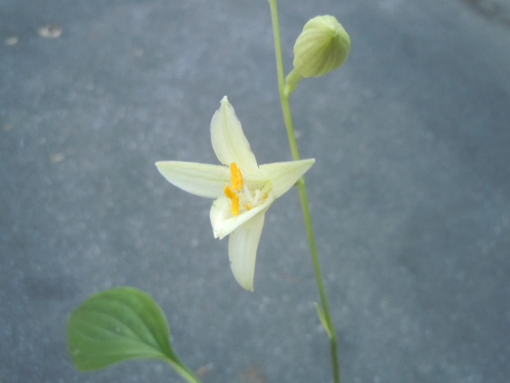 山野草◆黄花ギボウシ◆_参考写真